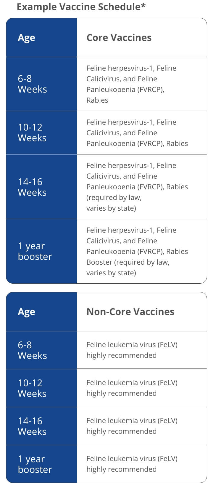 Vaccines Guide for Cat Owners | Healthy Habits For Pets